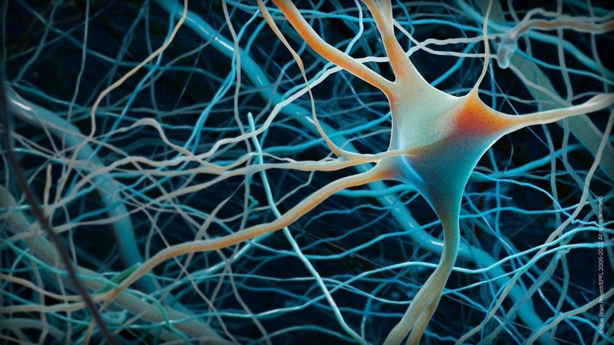 Neuronas conectadas en el cerebro.