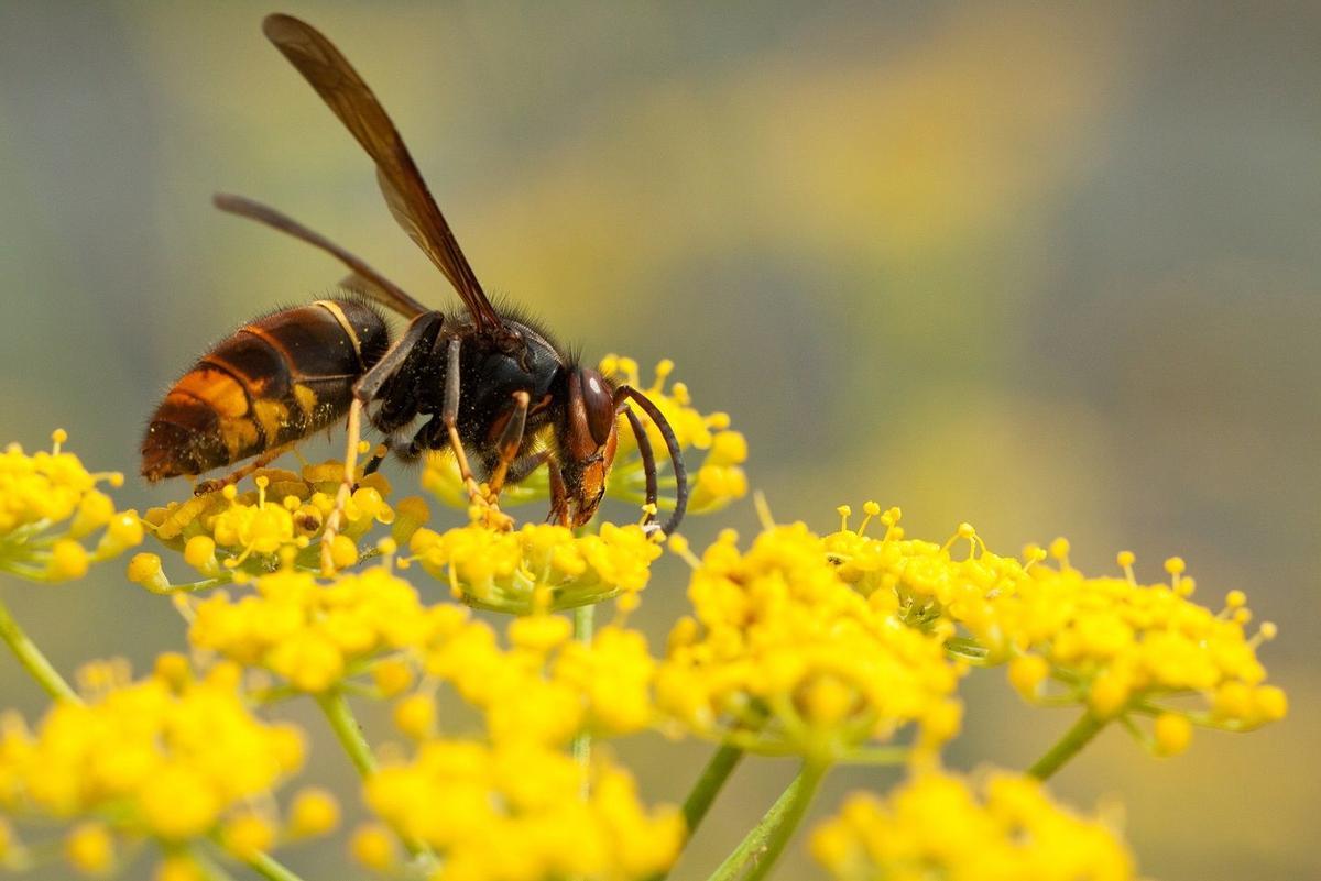 Estos son los seis insectos que nos acechan para picarnos este verano