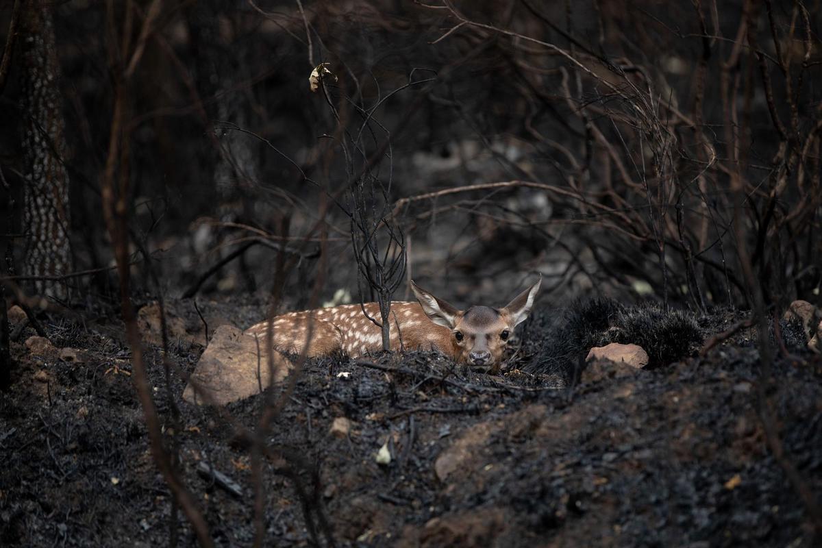 El incendio de la Culebra llegó a devorar 1.200 hectáreas de terreno a la hora
