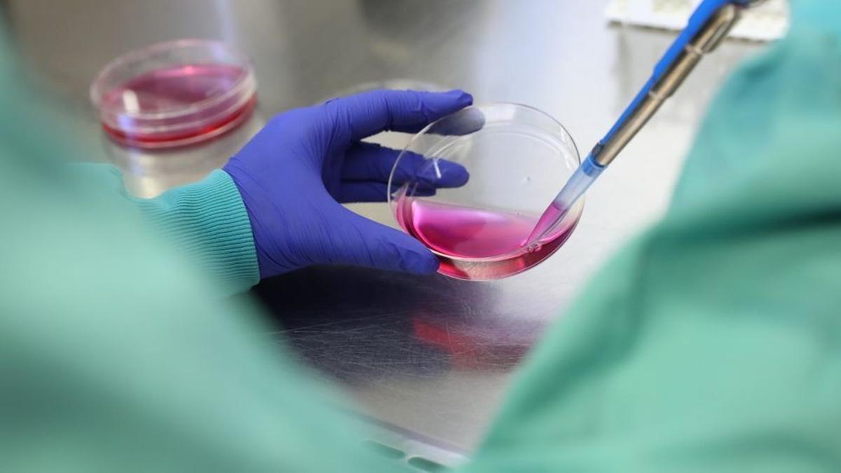 Una investigadora con una pipeta. Una investigadora con una pipeta.