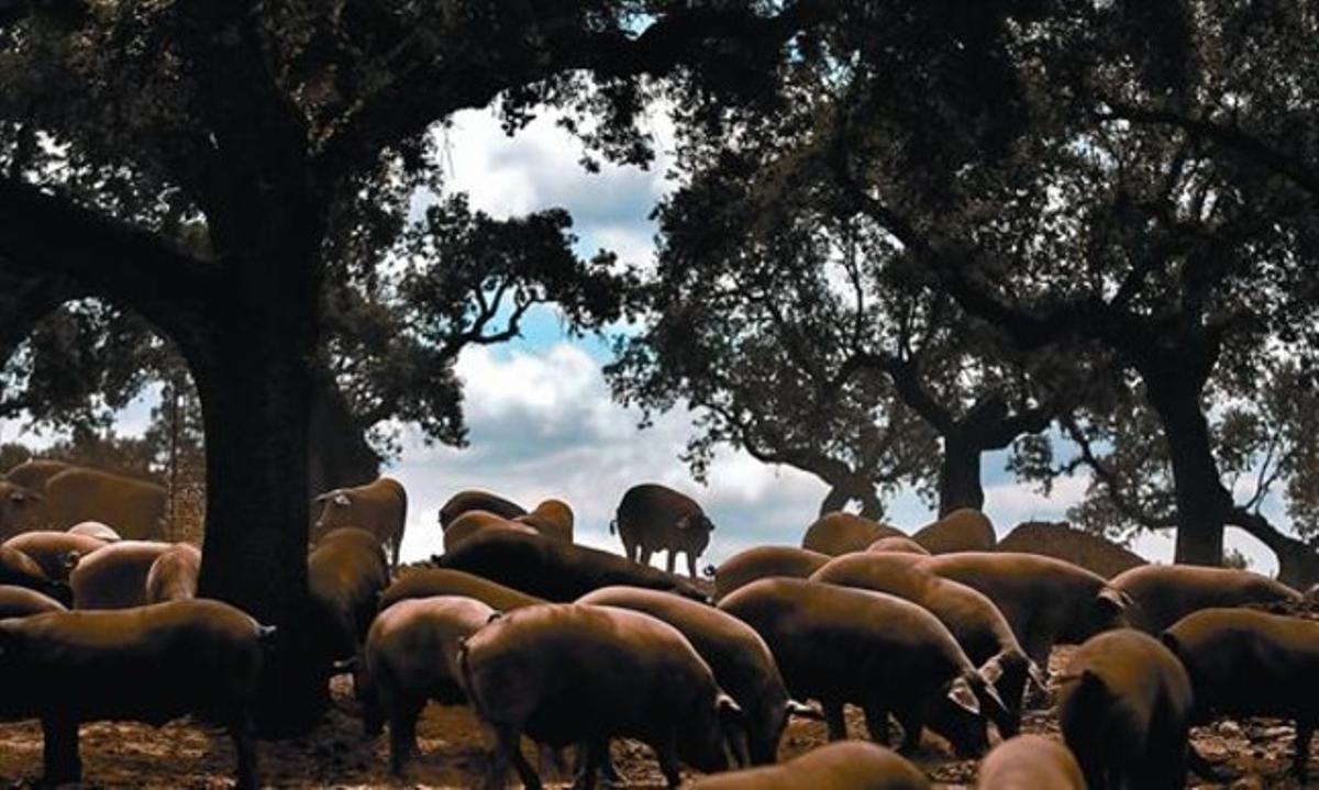 Cerdos ibéricos en una dehesa cercana a Jerez de los Caballeros, en Badajoz.