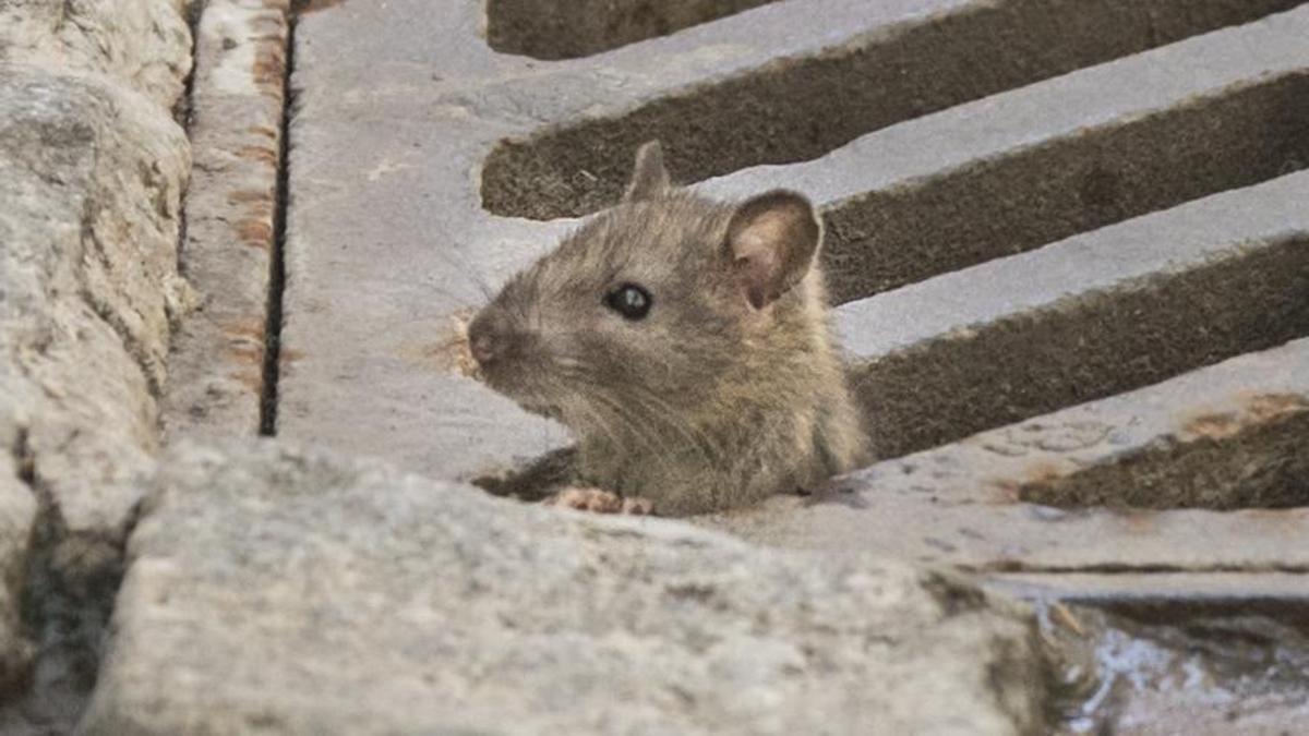 Las ratas, punto caliente del pleno del Ayuntamiento de Valencia: 