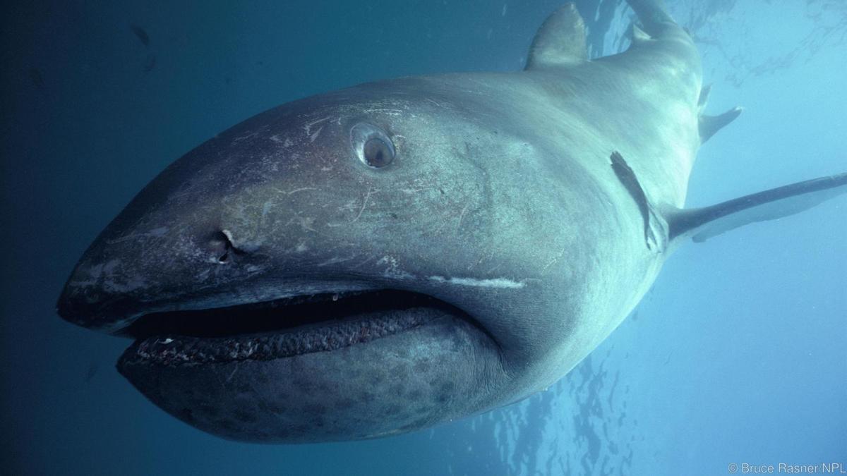 El esquivo tiburón de boca ancha, grabado por primera vez en pareja