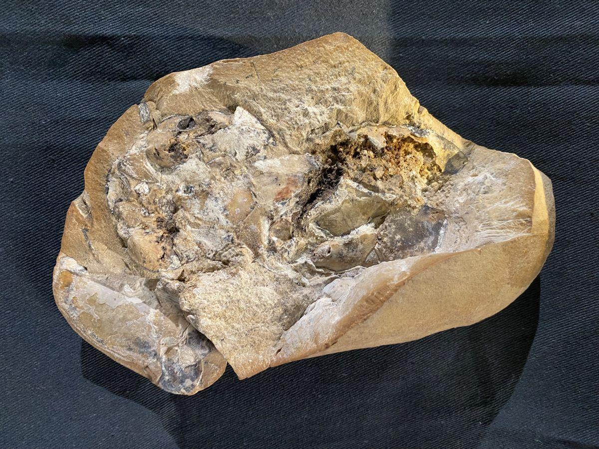 Descubren el corazón más antiguo jamás visto: forma parte de un fósil de 380 millones de años
