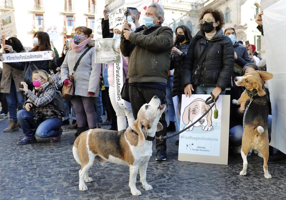 Decenas de personas protestan en Barcelona contra la experimentación con perros 'beagle'