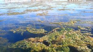 Proliferación de algas filamentosas en el Mar Menor, a la altura de San Javier (Región de Murcia).
