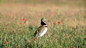 Lanzan una campaña para frenar el declive de las aves agrarias
