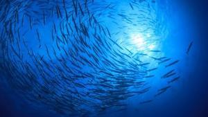 La mayoría de peces está huyendo hacia aguas más frías