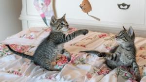 Una foto de dos gatos jugando en una casa