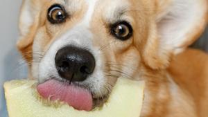 Un perro comiendo melón