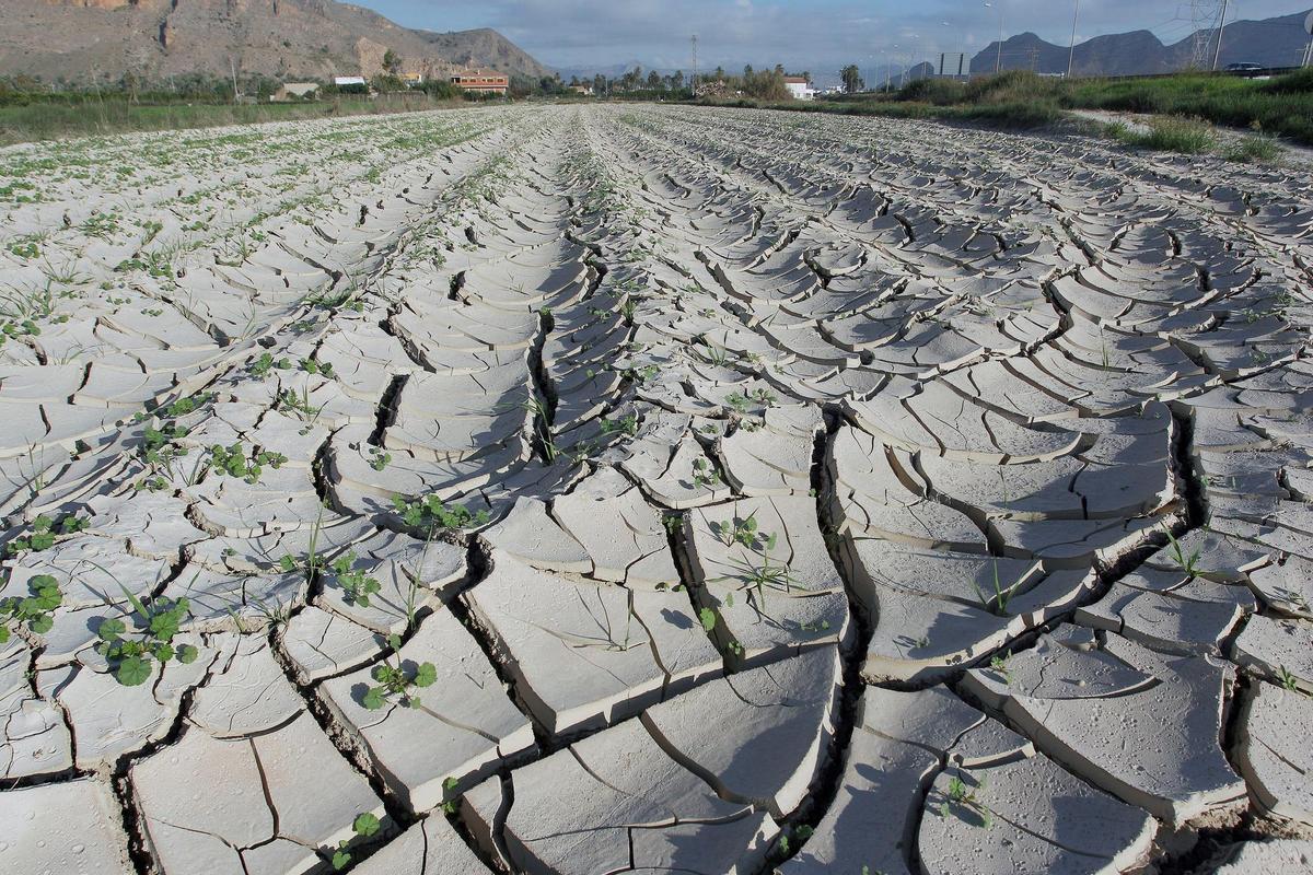 Vista general de campos de la huerta de Orihuela afectados por la falta de precipitaciones, en una fotografía de archivo. 