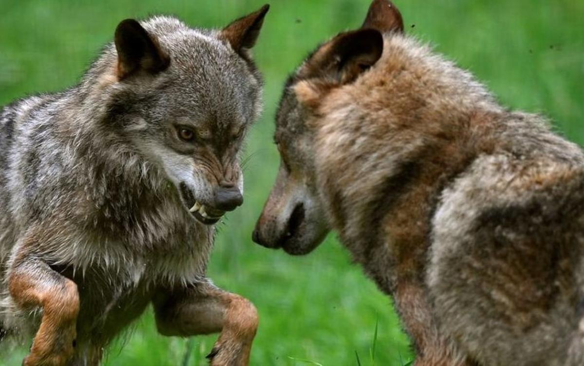 Lobos Asturias | Asturias se pliega a la orden de Ribera y su Programa del  Lobo no tendrá cupos | El Periódico de España