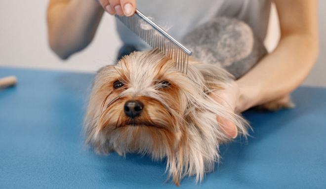 Remedios para desenredar el pelo de tus mascotas