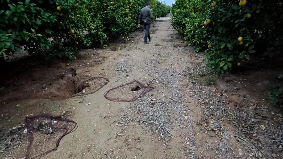La proliferación de conejos en Murcia provoca árboles arrancados y cosechas perdidas