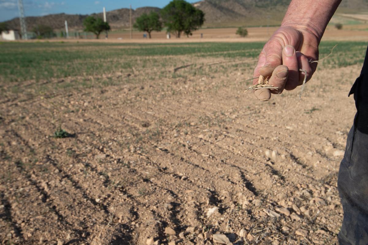 Un agricultor muestra la tierra seca en Murcia