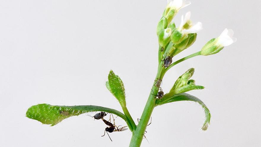 Un Solo Gen Controla La Diversidad De Especies En Un Ecosistema El Peri Dico De Espa A