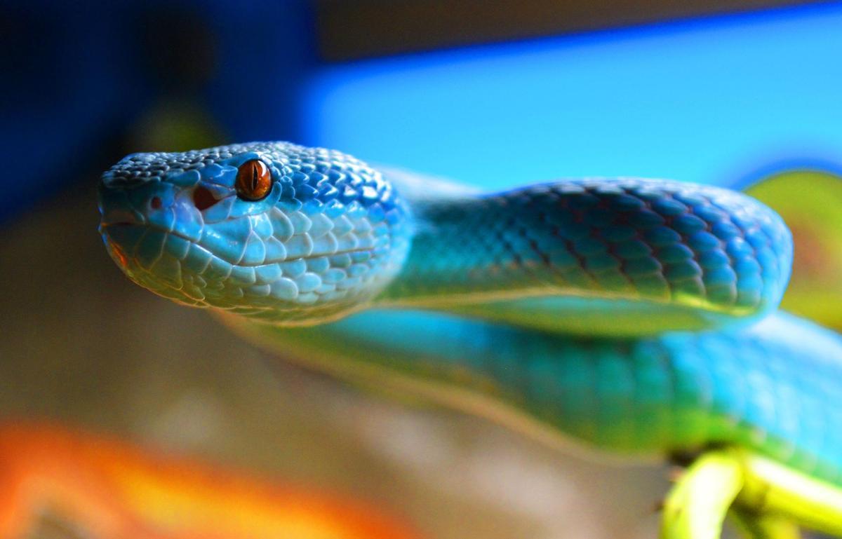 Benidorm, santuario de serpientes venenosas incautadas al tráfico ilegal
