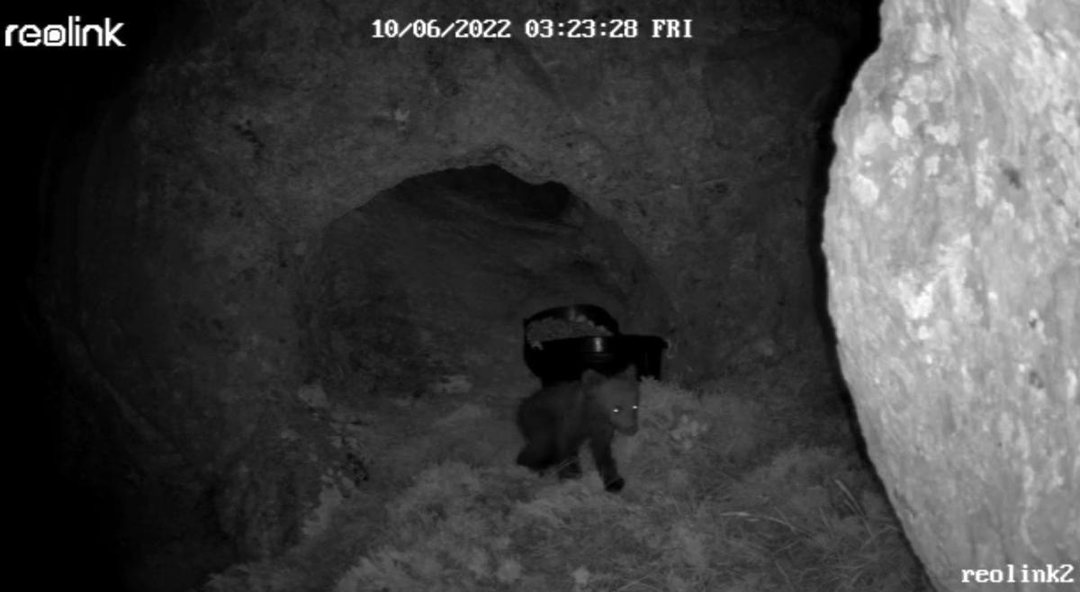 Vista tomada por las cámaras nocturnas del osezno saliendo de la cueva a comer. 
