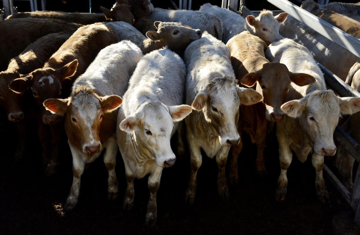 Nueva Zelanda quiere imponer tasas por los eructos de ovejas y vacas