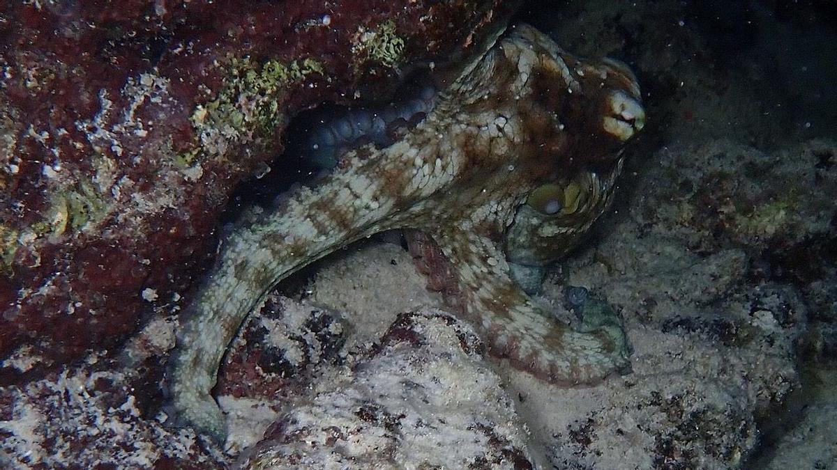 Pulpo Octopus insularis.