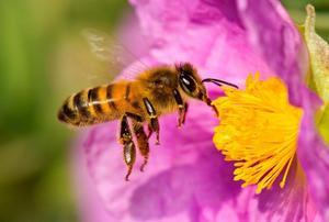 Una abeja polinizando una flor.