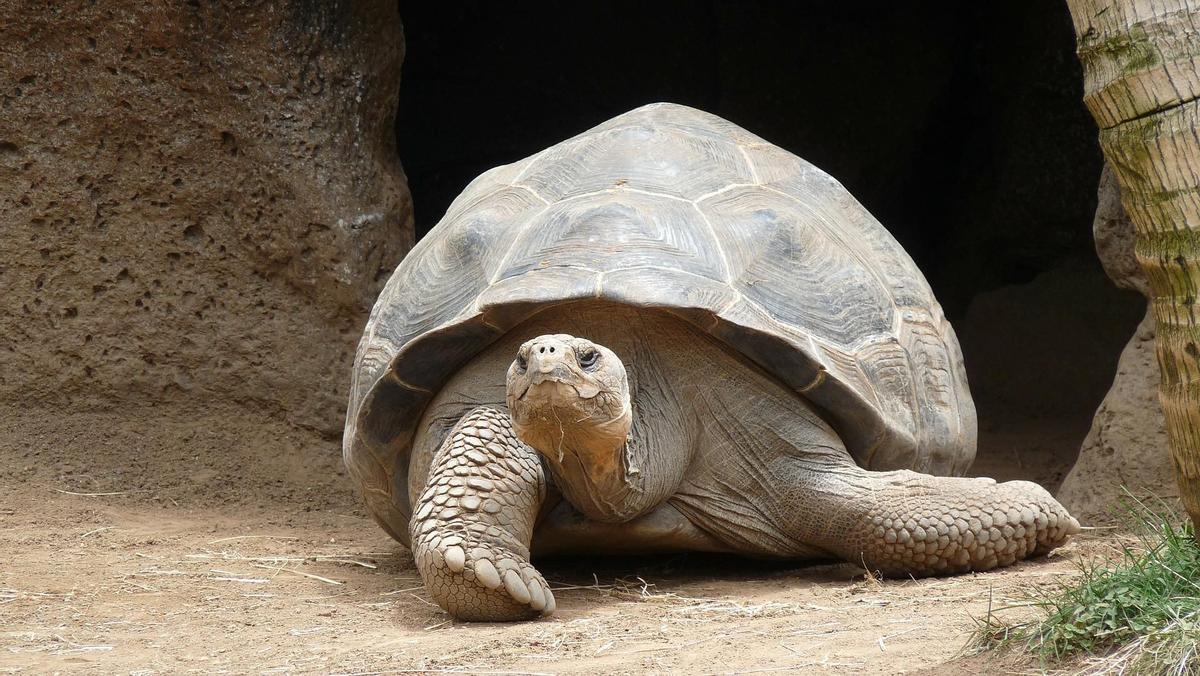 La ciencia desvela por qué las tortugas viven tanto