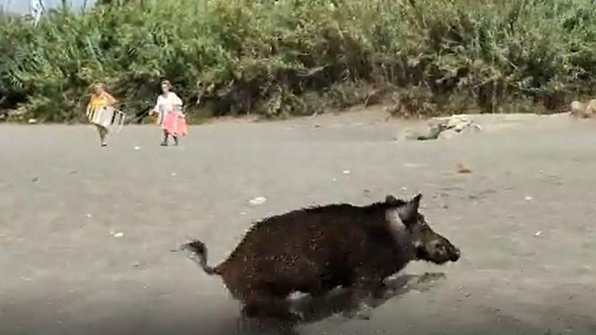 El jabalí bañista El jabalí bañista