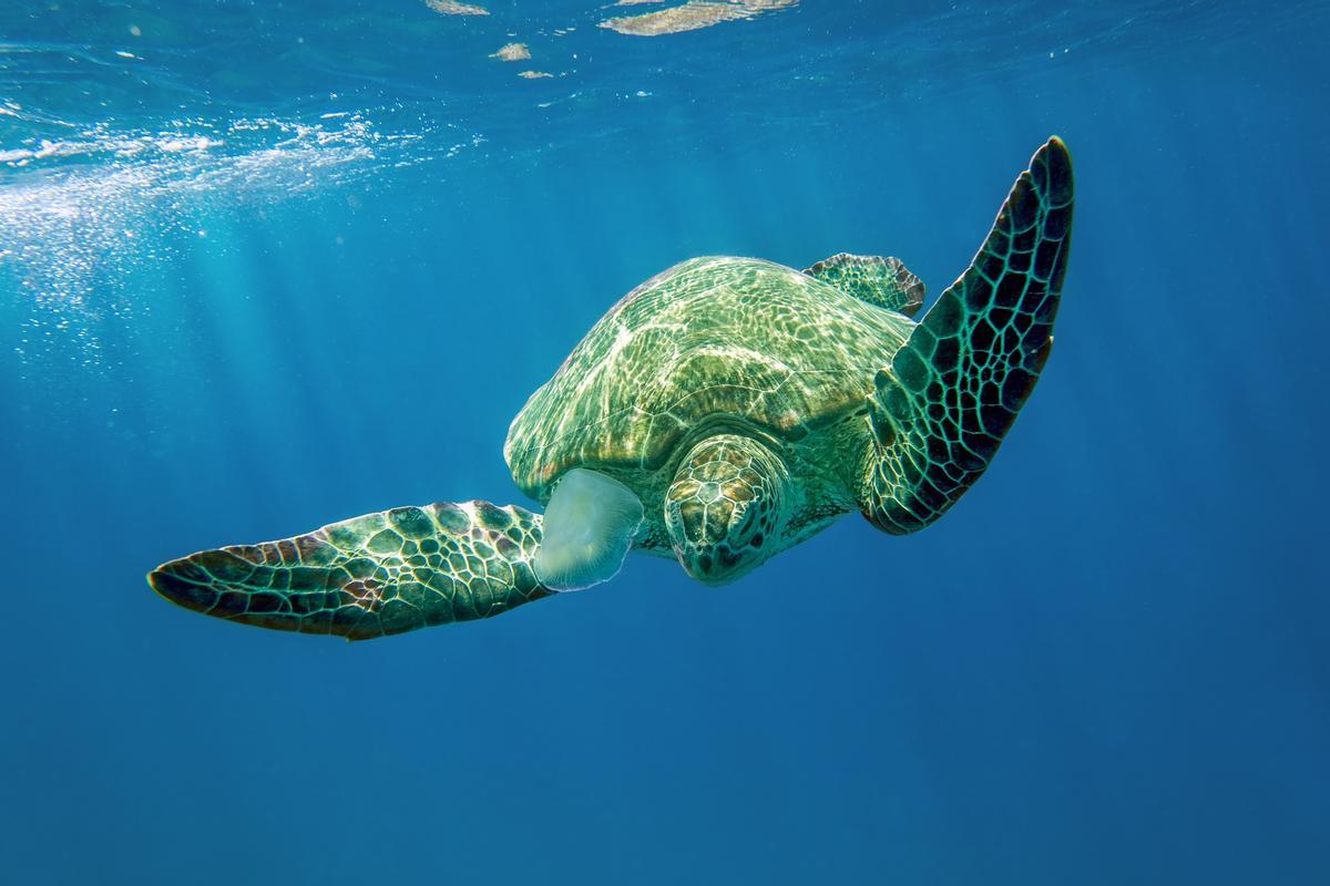 Montan guardia las 24 horas para vigilar el único nido de tortuga marina en España