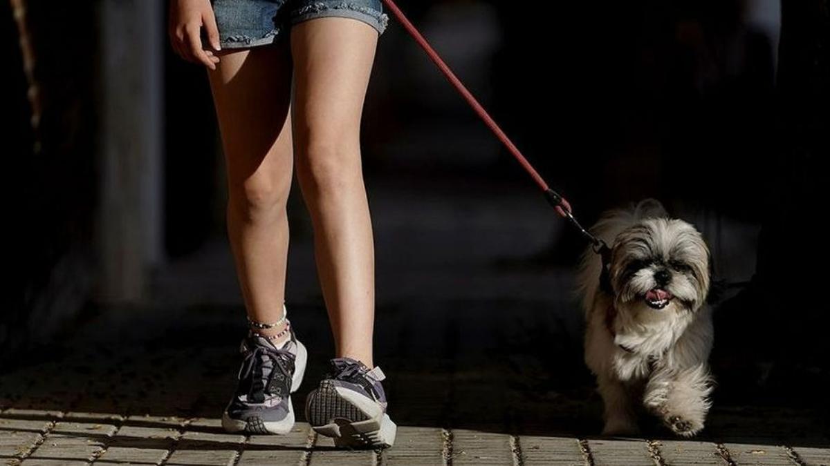 Una niña pasea con su perro.