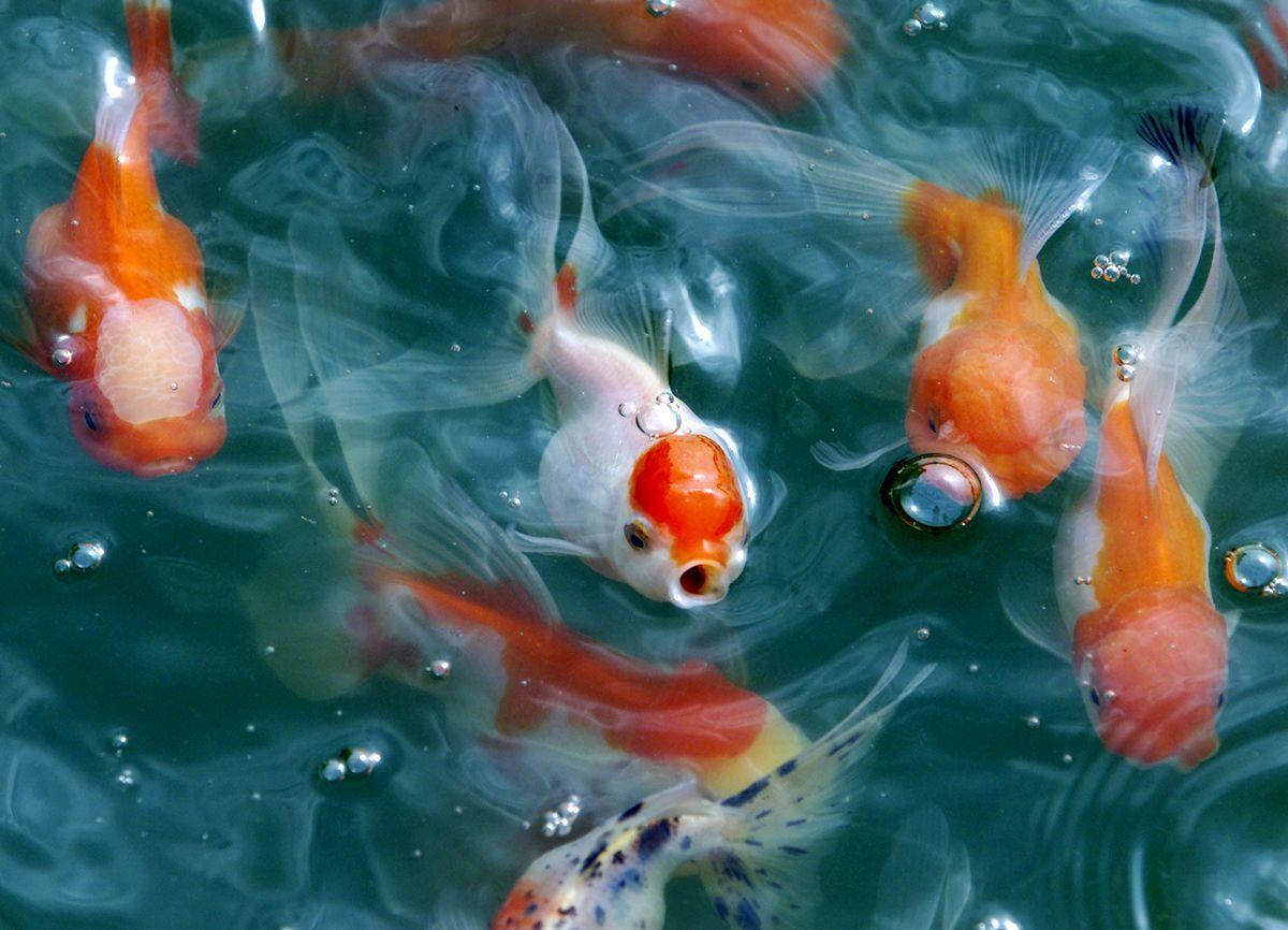 De mascotas a especies invasoras, los peces de acuario llegan a los pantanos: "Son una plaga"