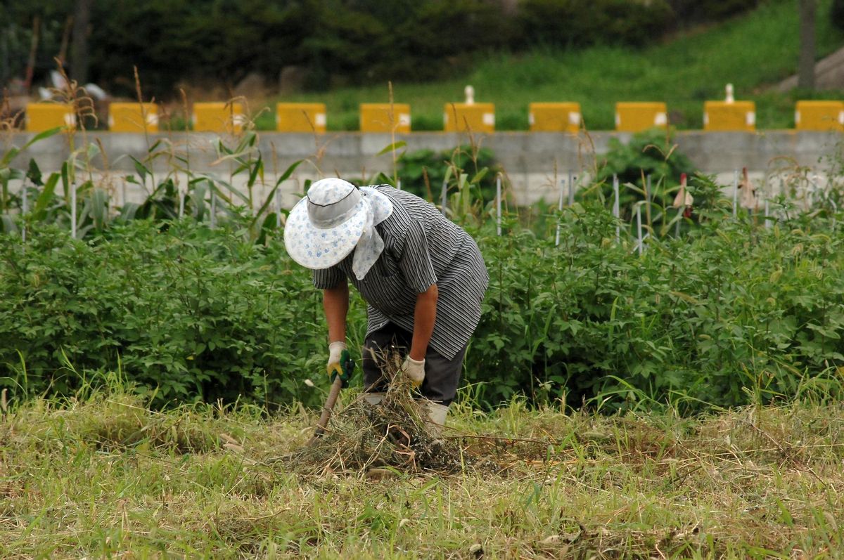 Una mujer trabaja en una explotación agrícola. Una mujer trabaja en una explotación agrícola.