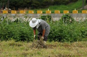 Una mujer trabaja en una explotación agrícola.