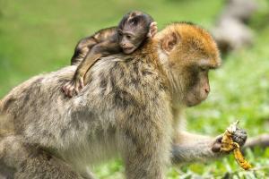 Viruela del mono: ¿Qué síntomas tiene y cómo se contagia? ¿Tiene tratamiento?