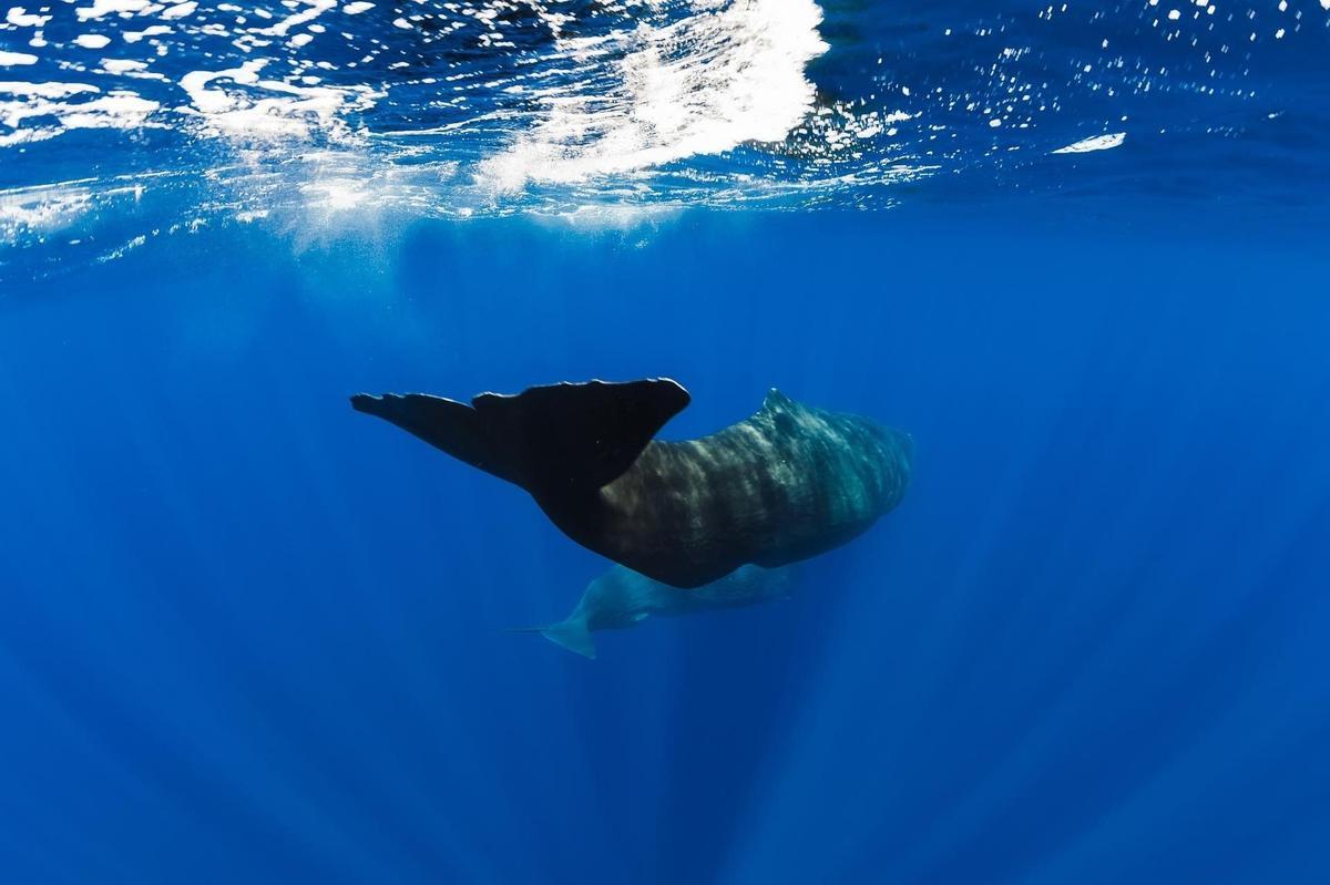 Fundación Biodiversidad pondrá en marcha medidas para minimizar las colisiones de cachalotes y cetáceos con barcos