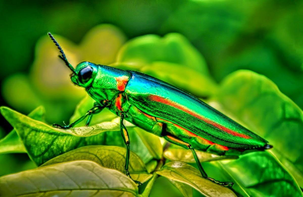 La increíble visión en color del escarabajo joya