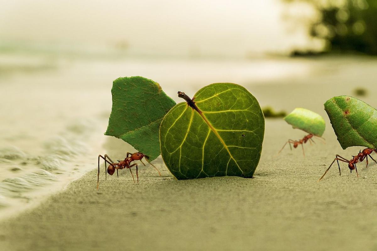 La estructura social de las hormigas está grabada en sus cerebros