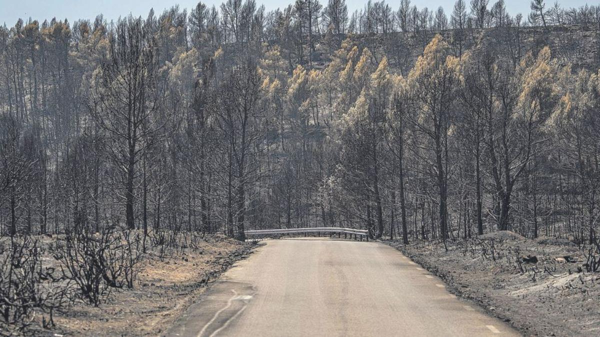Árboles y vegetación quemada por el fuego de Bejís que ha afectado a unas 20.000 hectáreas. EP