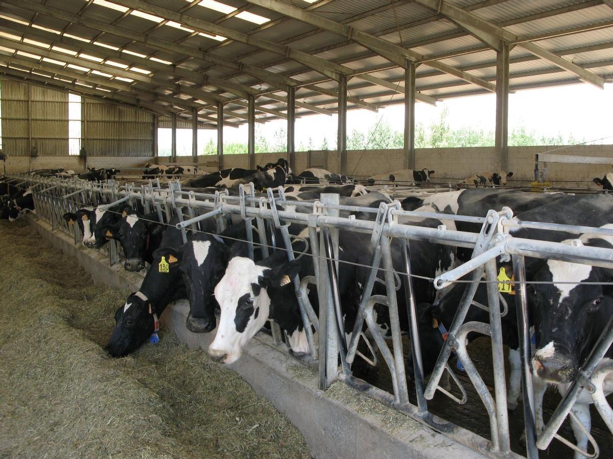 Archivo - Unas vacas comen en una explotación ganadera