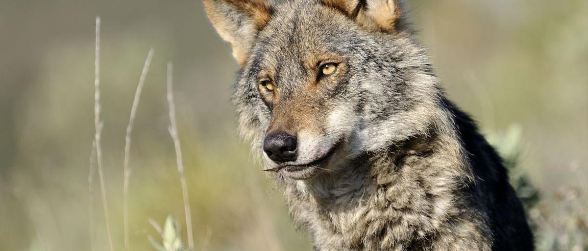 La captura de lobos, la alternativa de Asturias si prospera la protección  total de la especie | El Periódico de España