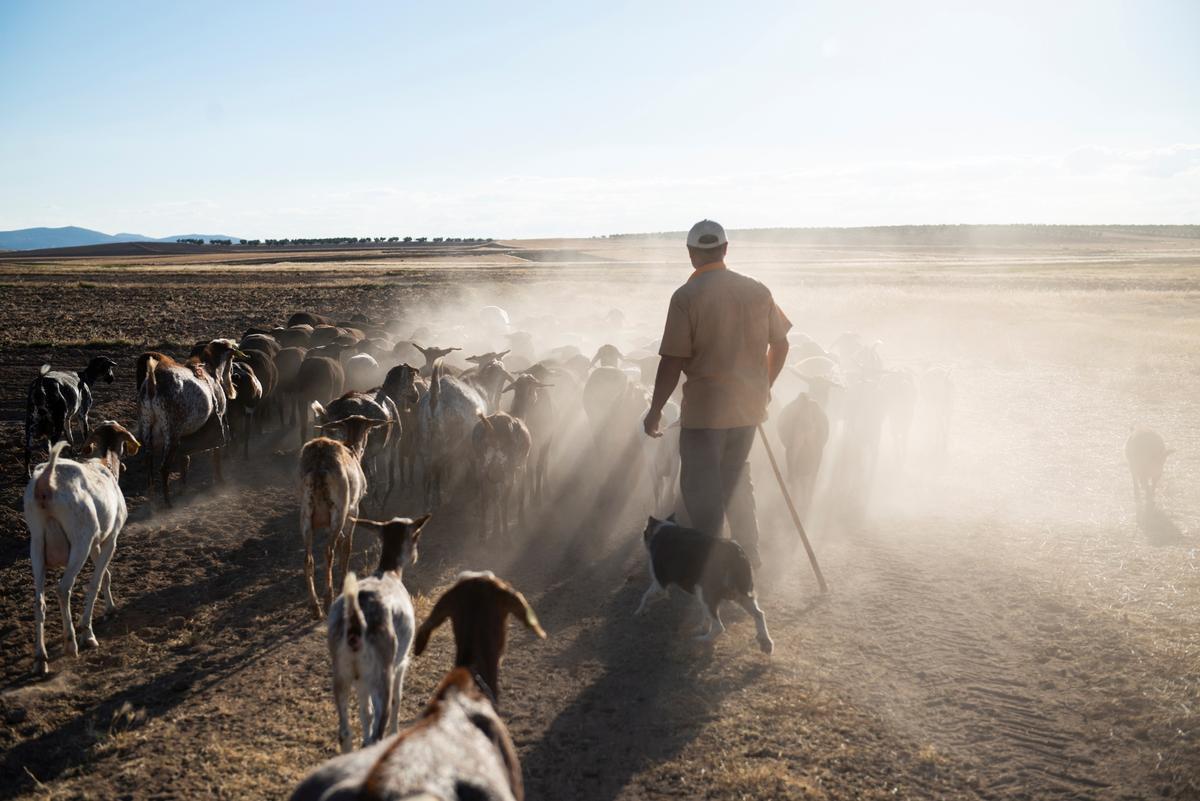 Un pastor con su ganado en los campos de Ciudad Real