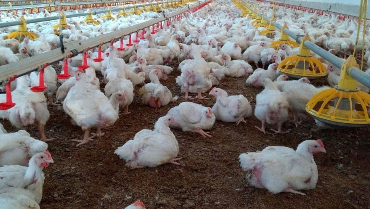 Pollos en una granja de Fuente Álamo.