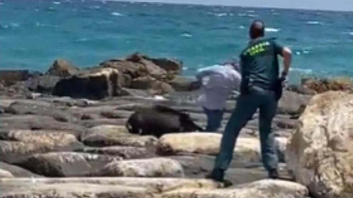 El jabalí abatido por la Guardia Civil en una playa de Alicante.