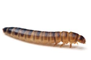 Las larvas del escarabajo del estiércol, nuevo alimento autorizado para comercializarse en Europa