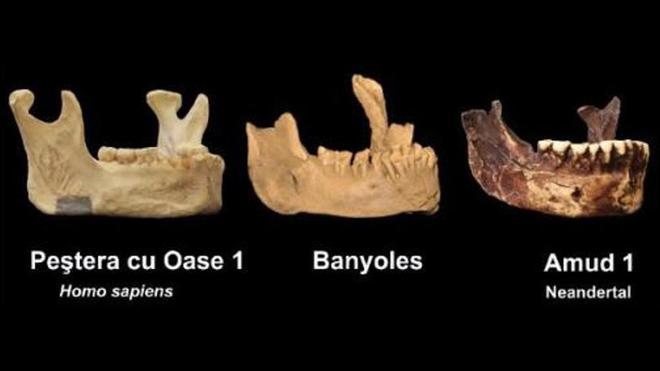La mandíbula de Banyoles podría ser del primer sapiens de Europa