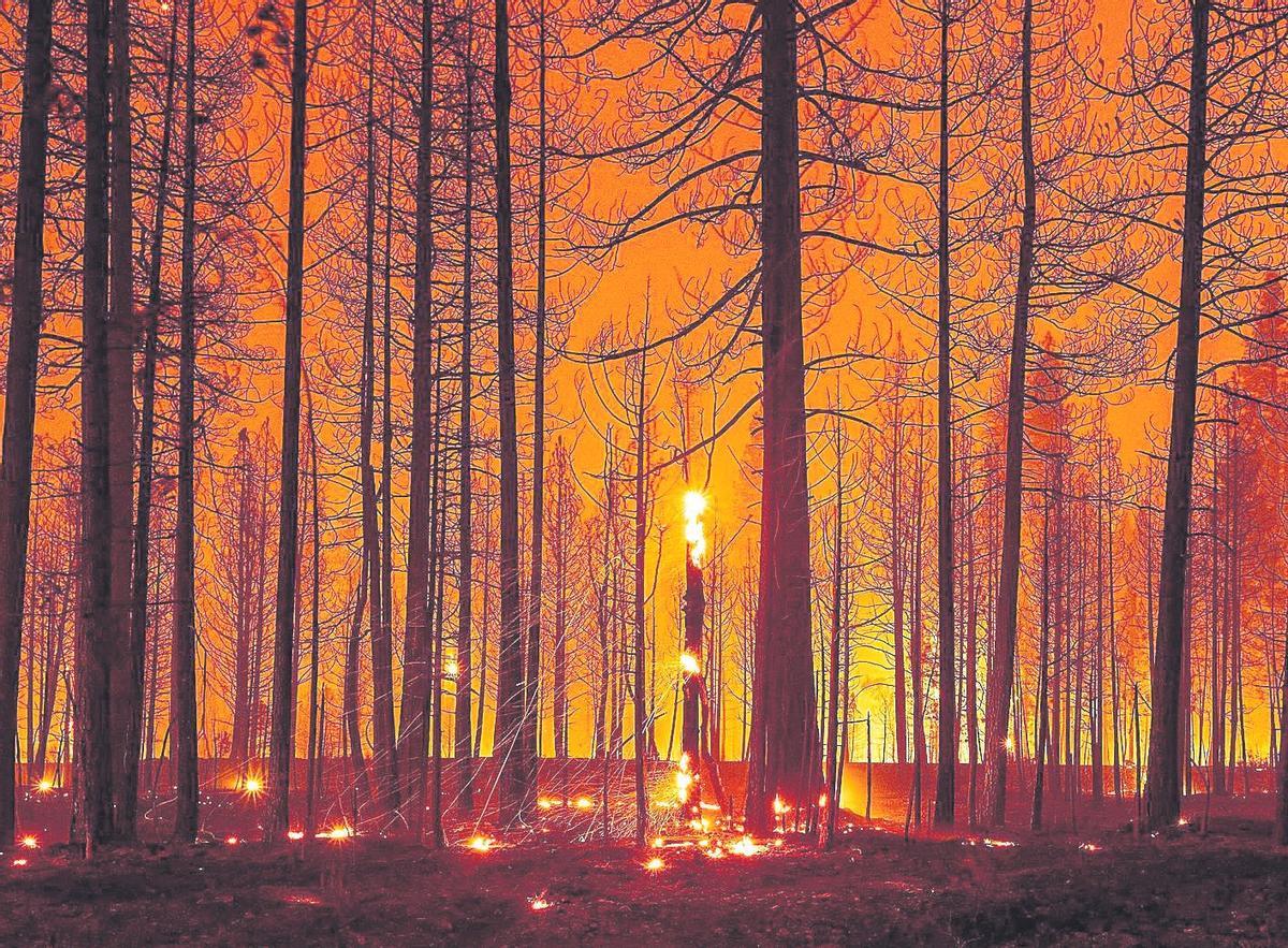 Los bosques españoles han crecido un 1,2% desde 2004 pese a los incendios