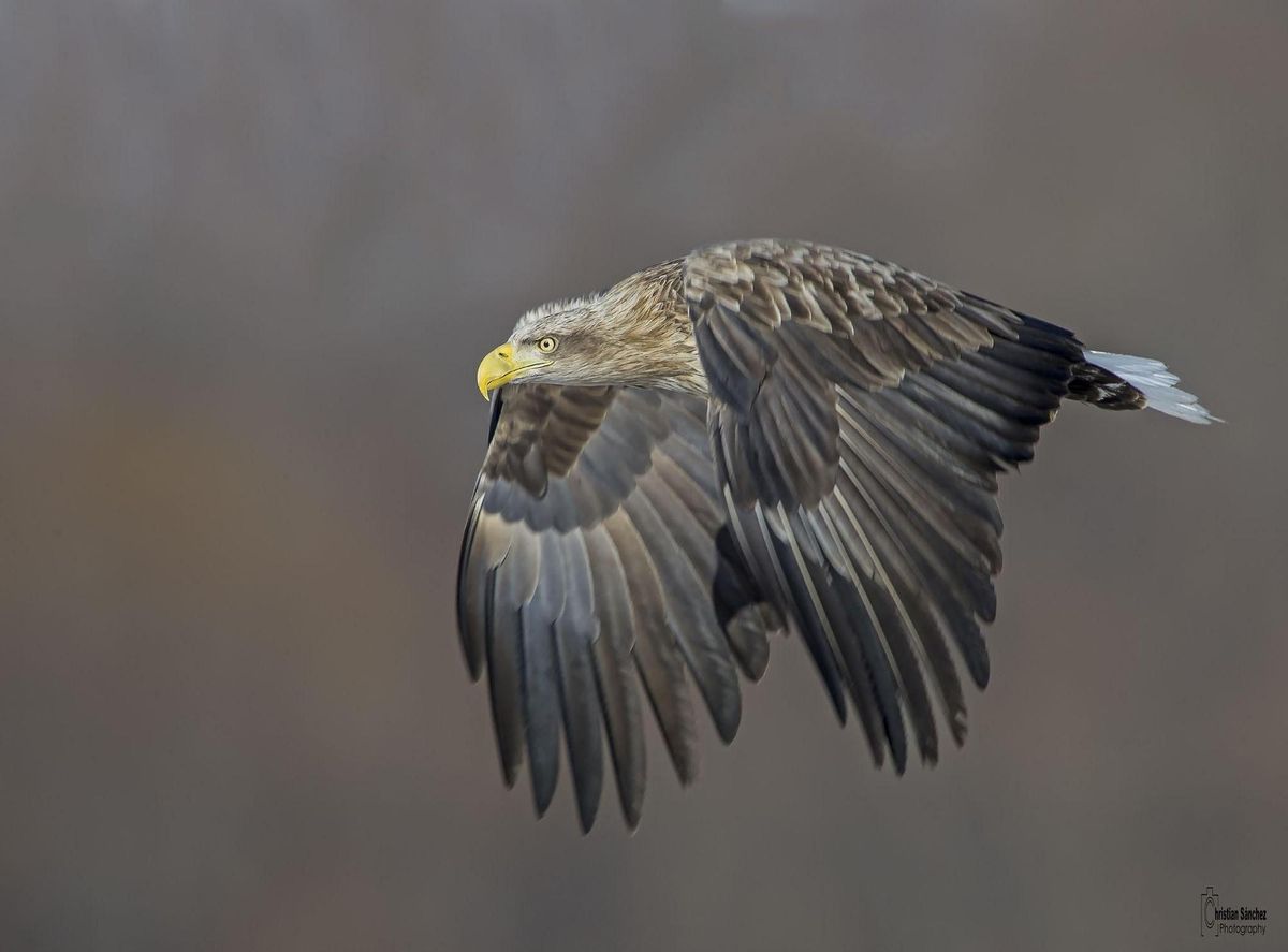 Avanza la reintroducción en España del pigargo, el águila más grande de Europa Avanza la reintroducción en España del pigargo, el águila más grande de Europa
