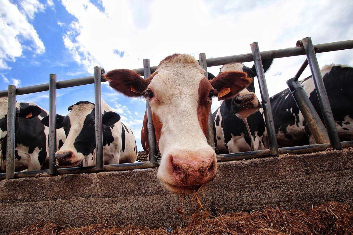 Los veterinarios defienden la sostenibilidad de las macrogranjas ante las declaraciones de Garzón Los veterinarios defienden la sostenibilidad de las macrogranjas ante las declaraciones de Garzón