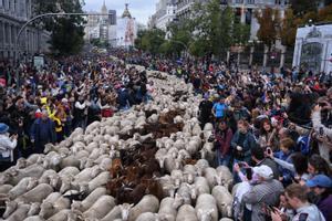 Miles de ovejas recorren Madrid en la tradicional Fiesta de la Trashumancia
