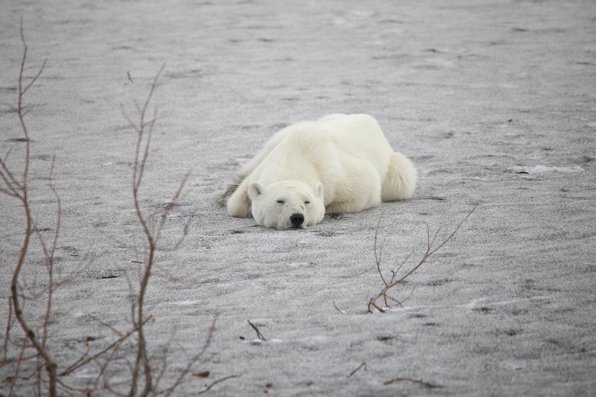 Un oso polar en Siberia. EPC