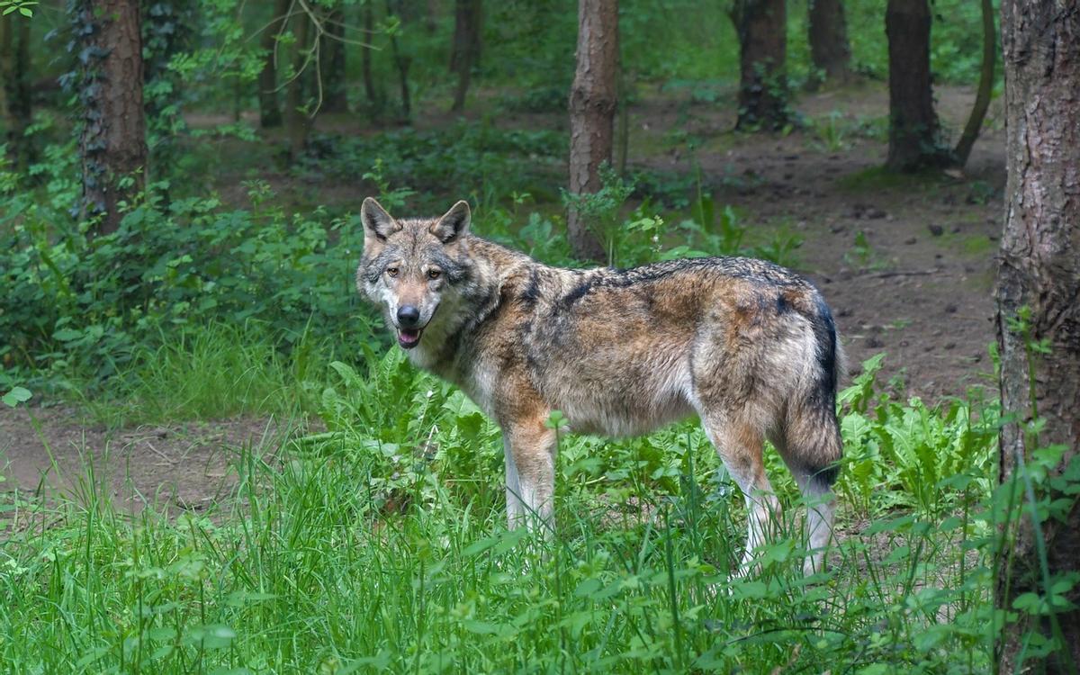 España y otros 11 países de la UE piden a Bruselas que mantenga la  protección al lobo | El Periódico de España